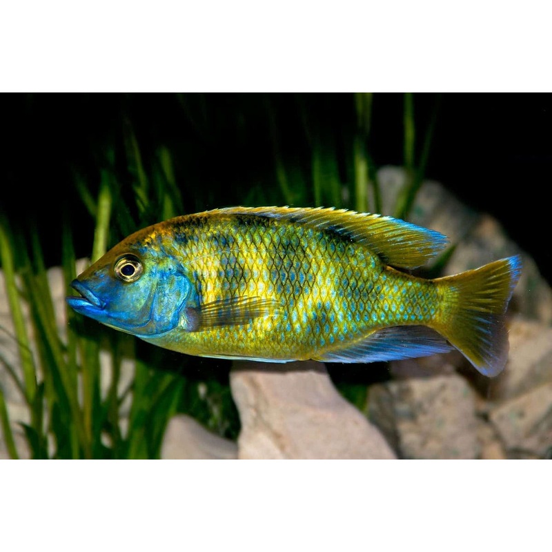 Assorted Large Male Haplochromis 4" and up
