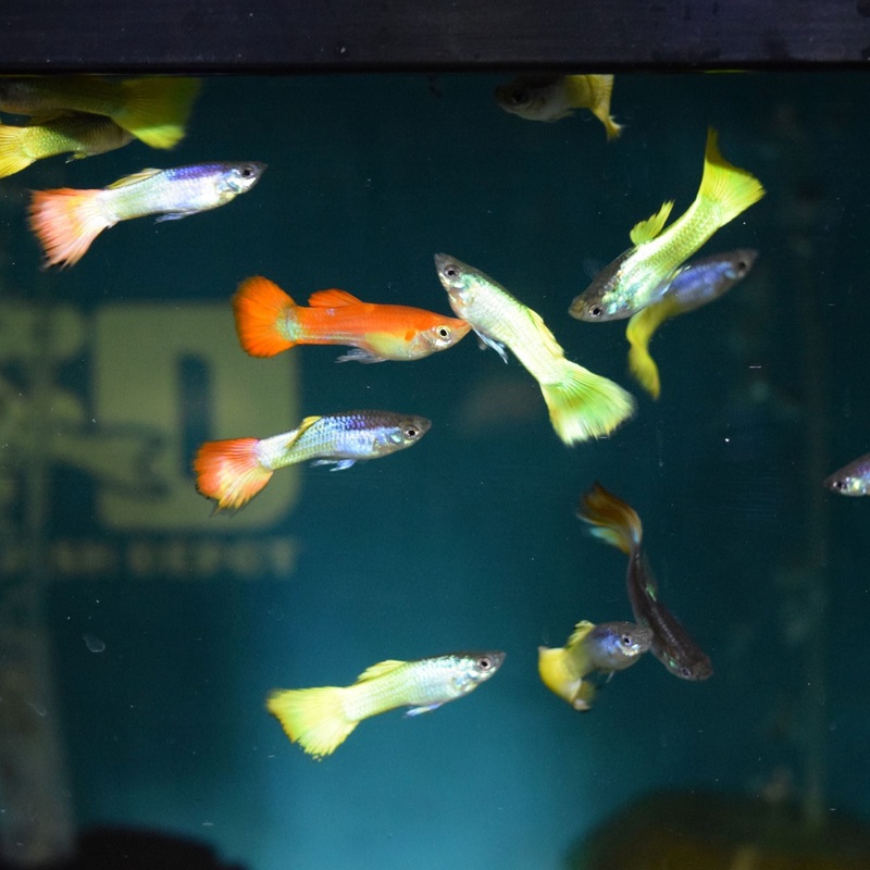 Assorted Male Guppies