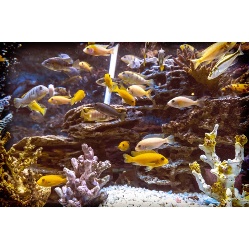 Assorted Mbuna