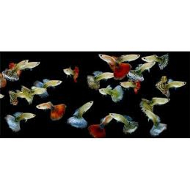 Assorted Show Guppy (Male)