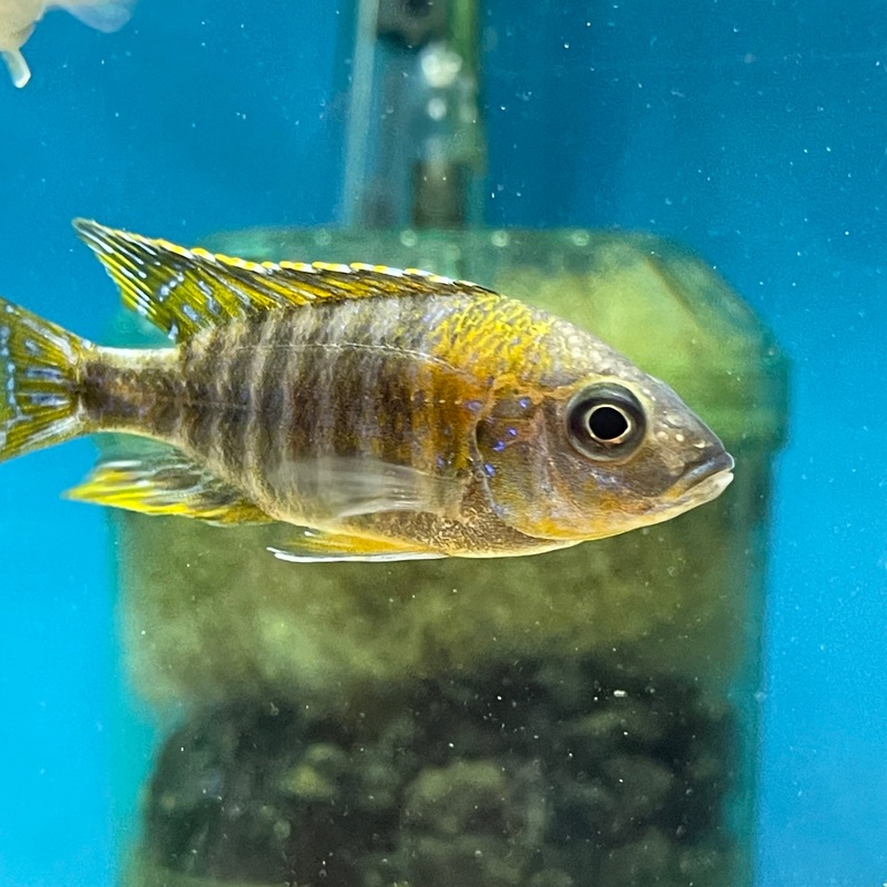 Aulonocara Benga Yellow