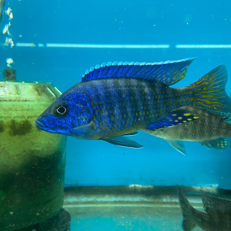 Aulonocara Ngara Flametail