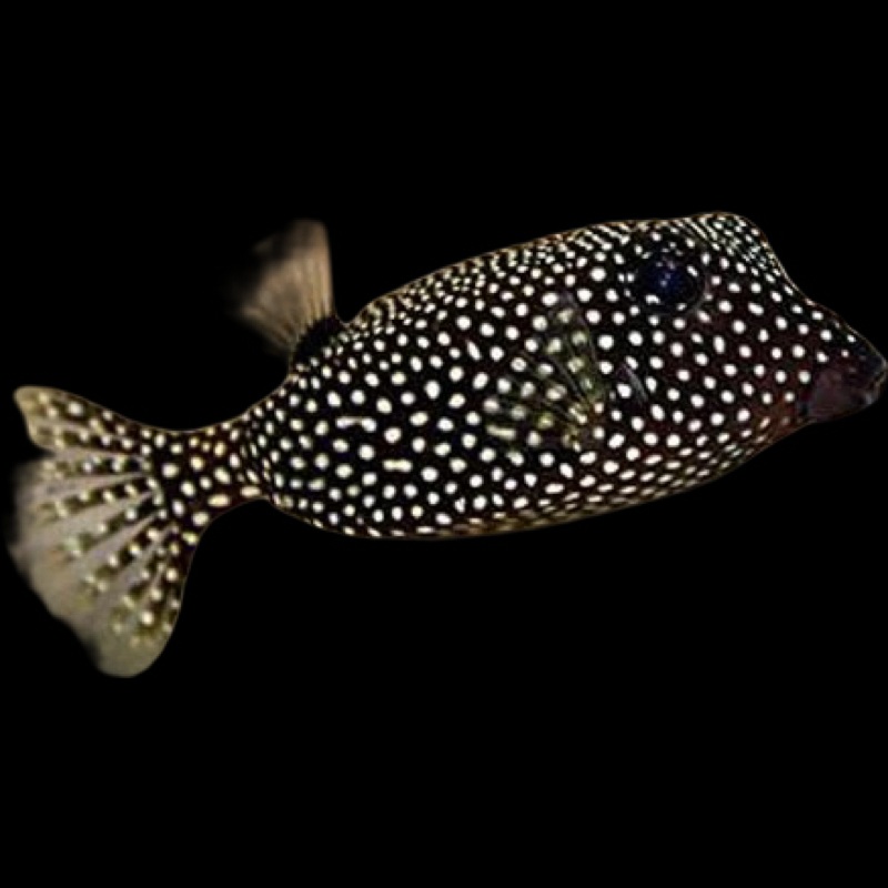 Black Boxfish