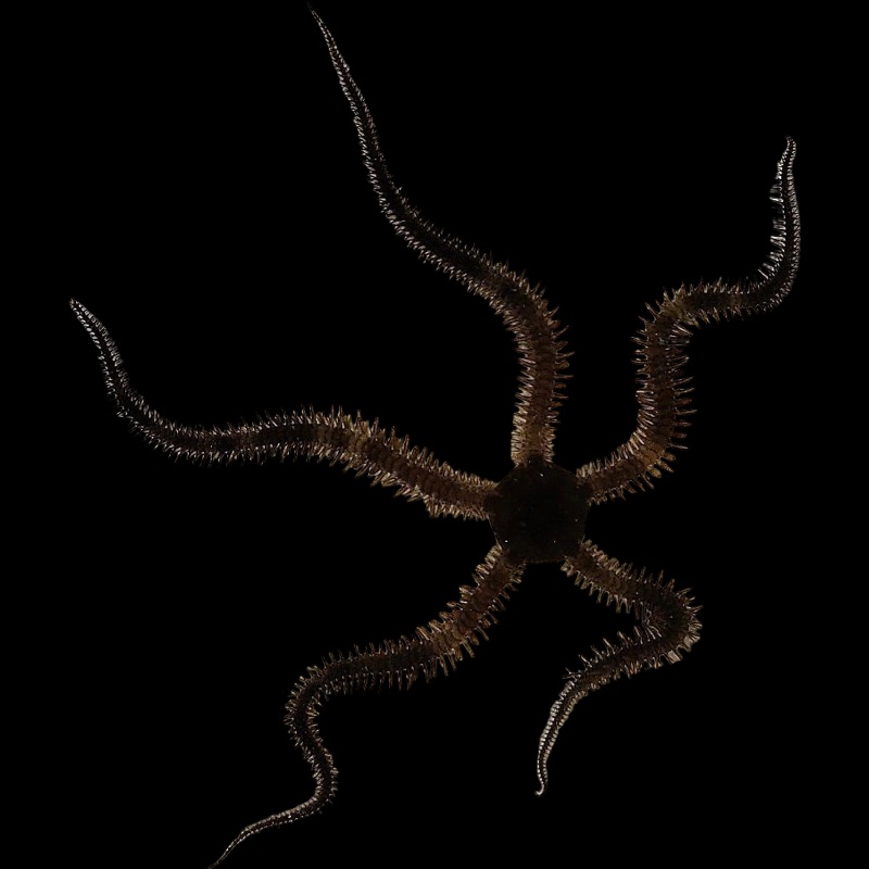 Black Brittle Sea Star (Ophiocoma Sp)