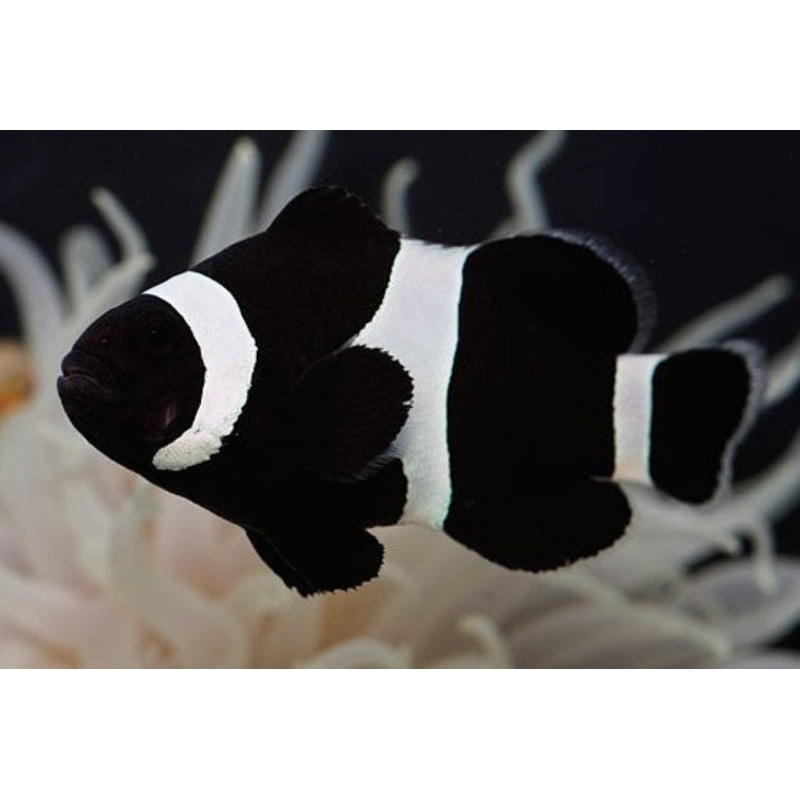 Black Ocellaris Captive-Bred - Amphiprion ocellaris - Black Veriant