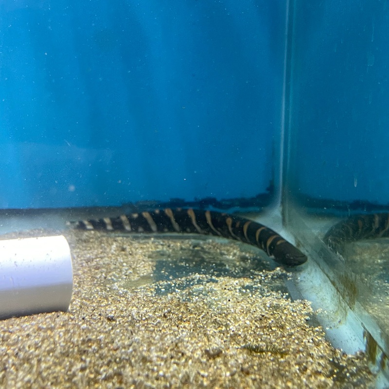 Black Tiger Knife Fish (Gymnotus Sp.)