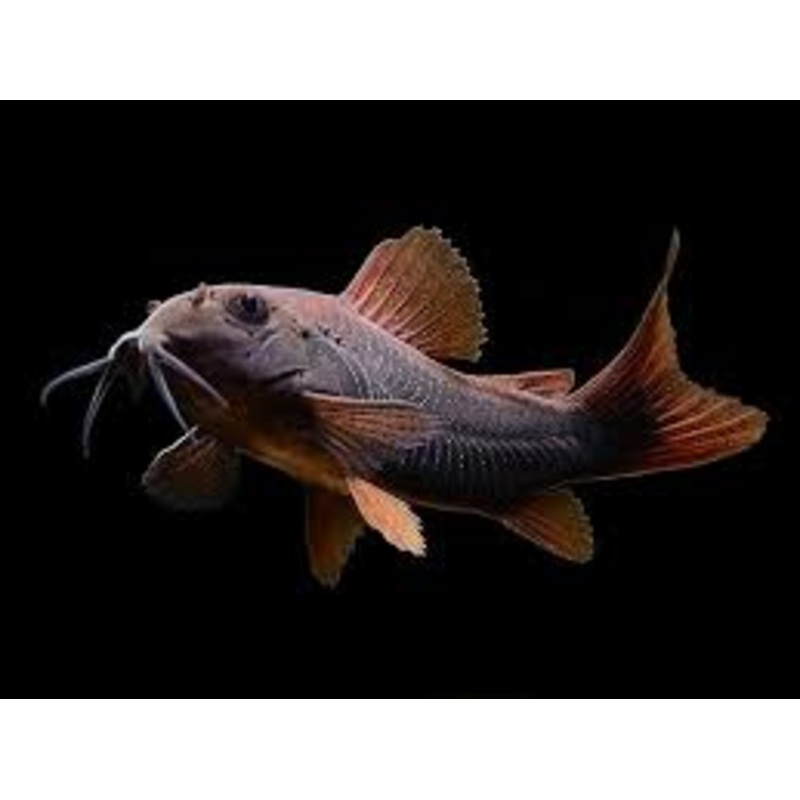 Black Venezuelan Corydoras