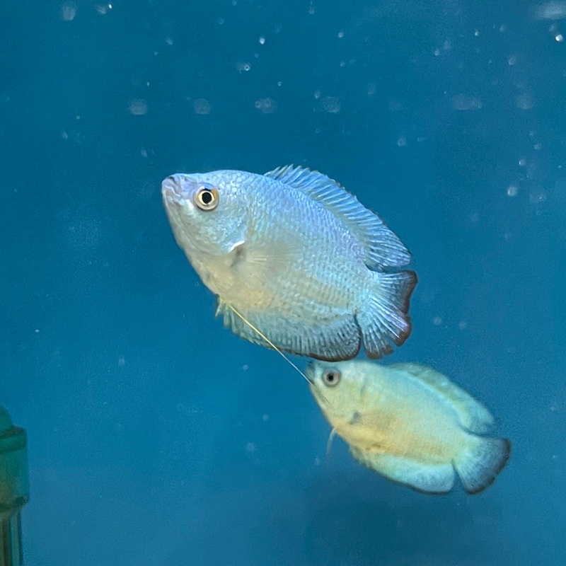 Blue Cobalt Dwarf Gourami