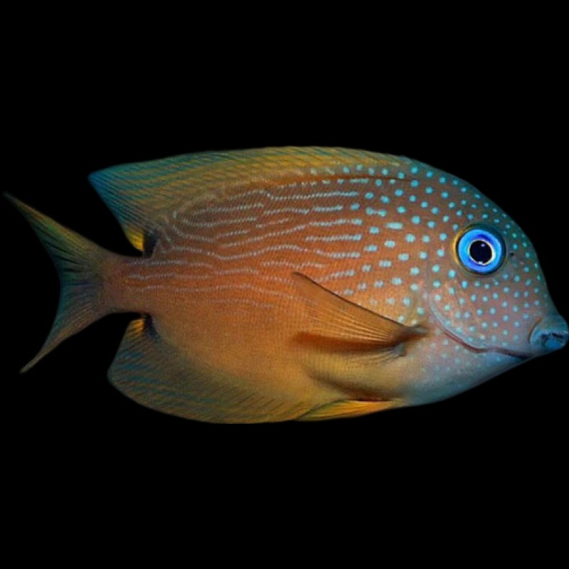 Blue Eye Tang - Africa (Ctenochaetus binotatus)