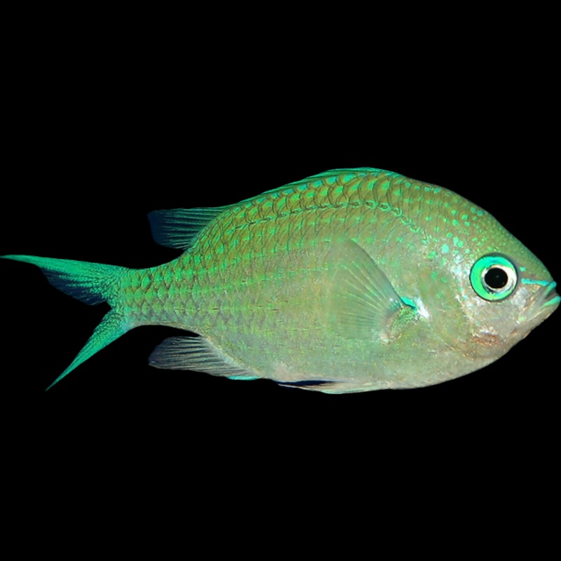 Blue Green Chromis - CHROMIS VIRIDIS