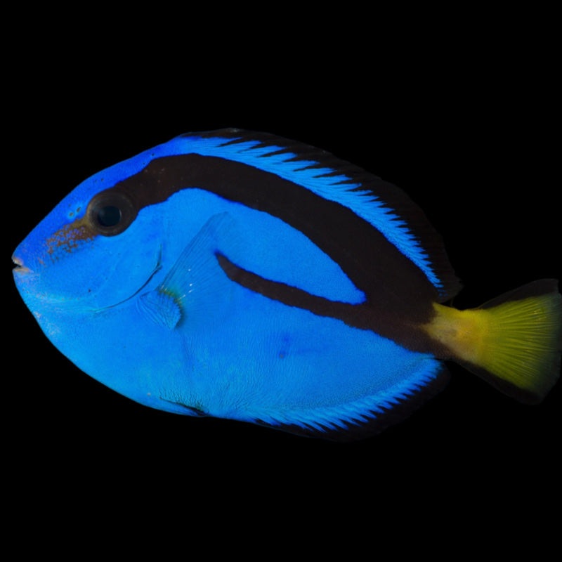 Blue Hippo Tang - PARACANTHURUS HEPHATUS - Red Sea