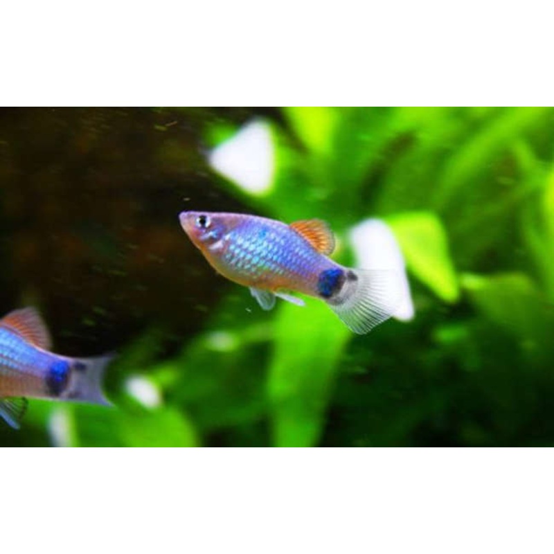 Blue Mickey Mouse Platy