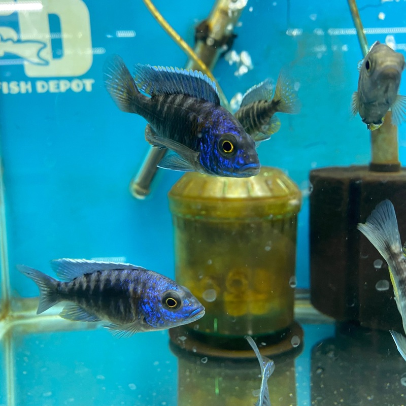 Blue Peacock Small
