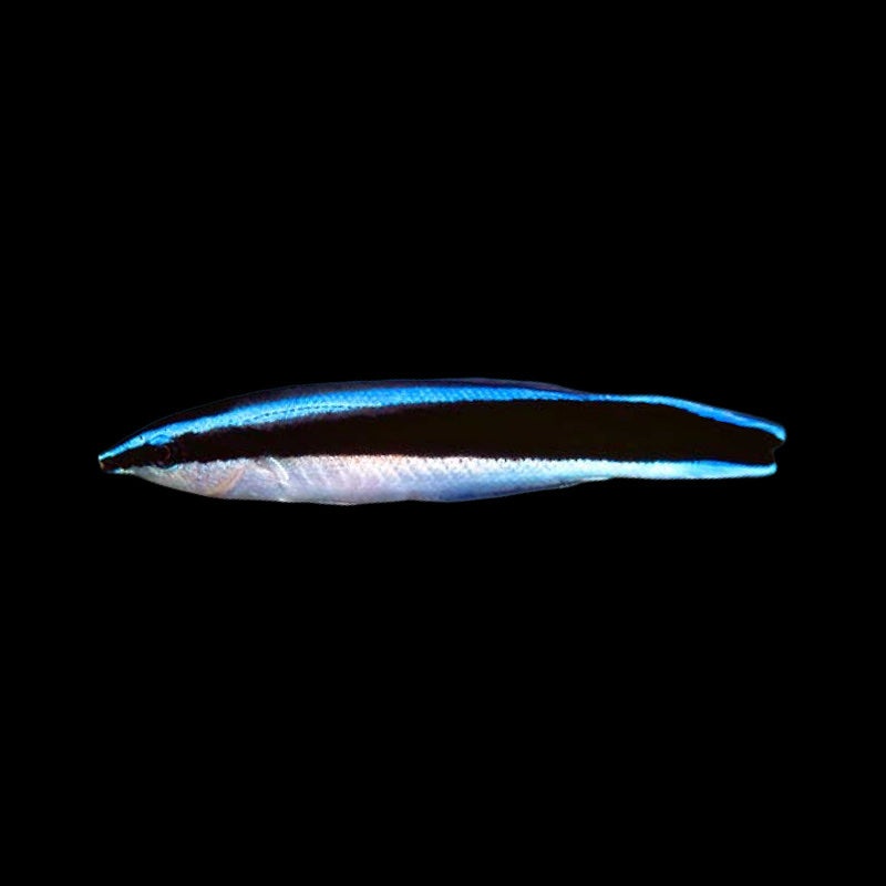 Blue Streak Cleaner Wrasse (Labroides dimidiatus)