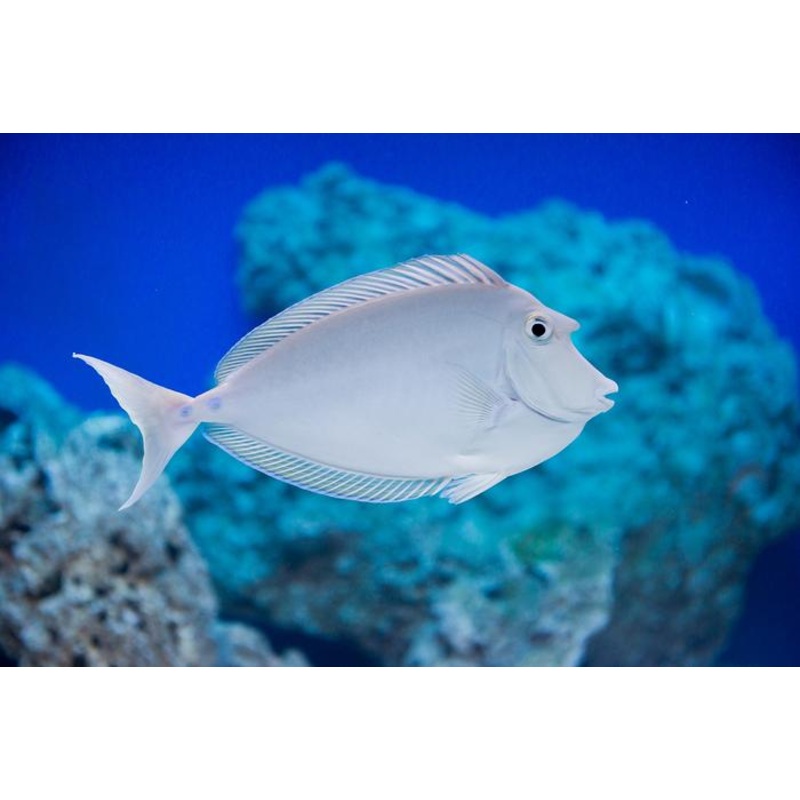 Bluespine Unicorn Tang - Naso unicornis