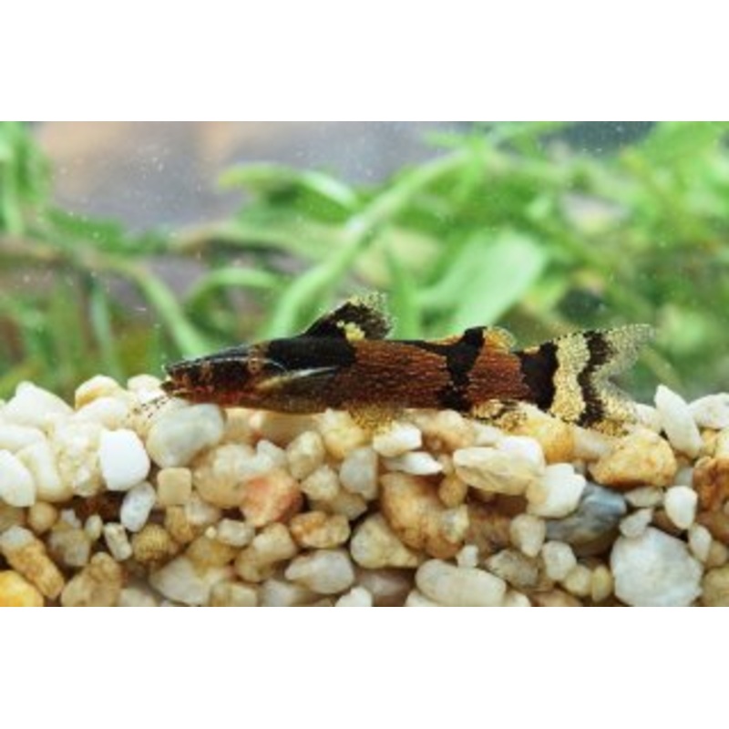 Bumblebee Catfish Microglanis Poecillus