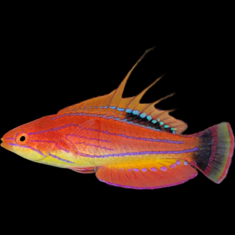 Carpenter Flasher Wrasse (PARACHEILINUS CARPENTERI)