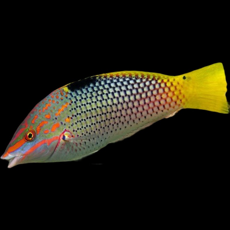 Checkerboard Wrasse - Halichoeres hortulanus