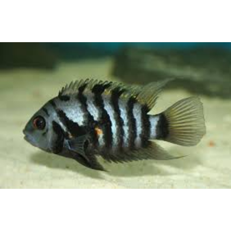 Convict Cichlid