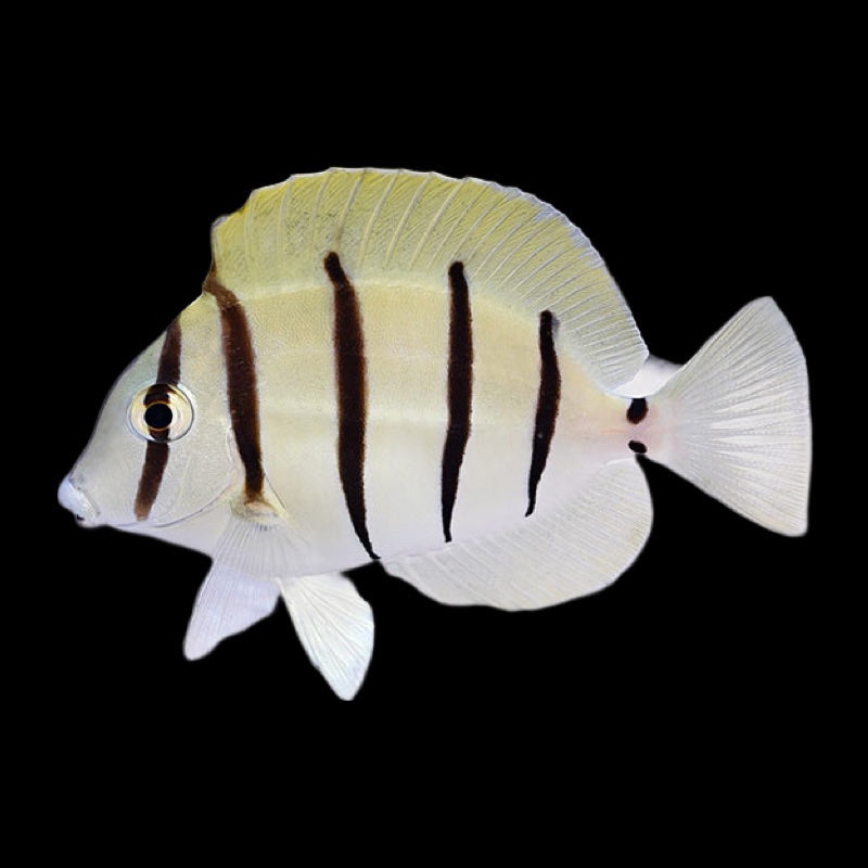 Convict Tang - ACANTHURUS TRIOSTEGUS