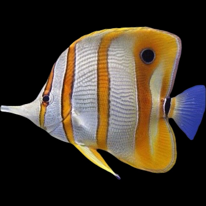 Copperband Butterfly Fish - Chelmon rostratus