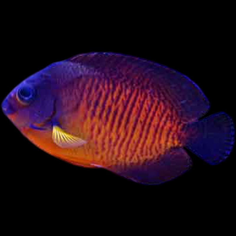 Coral Beauty Angelfish - Centropyge bispinosa
