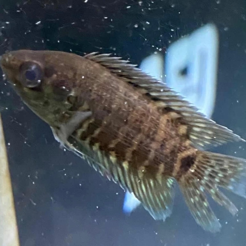Ctenopoma Congicus Chocolate Bush Fish