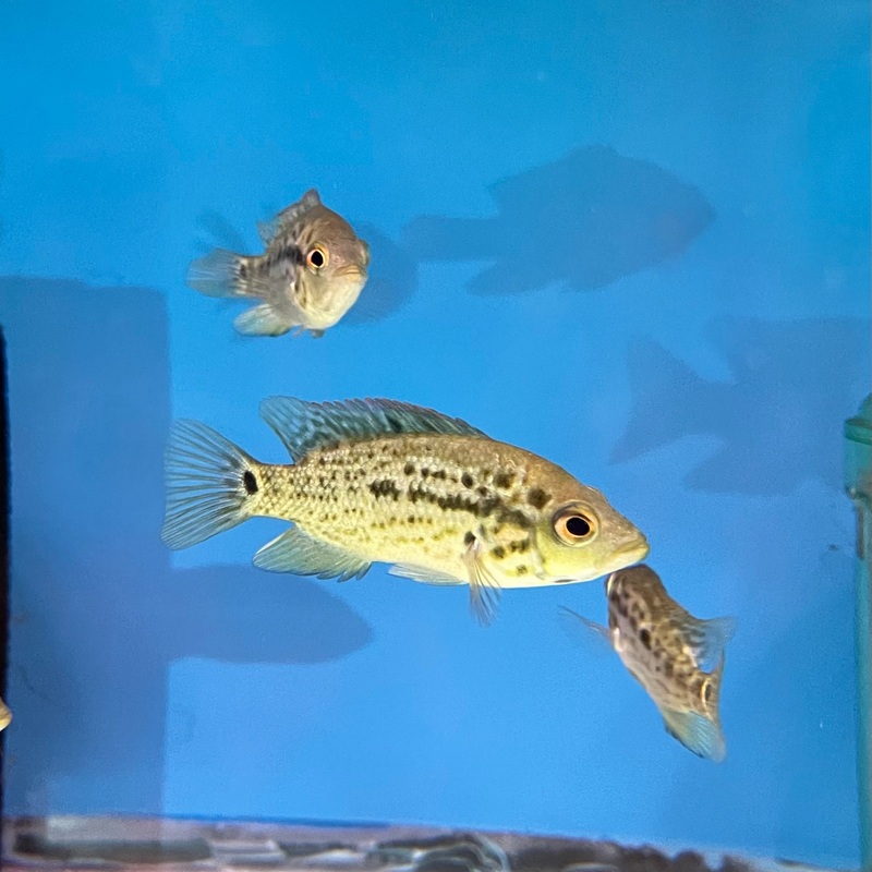 Cuban Cichlid Nandopsis Tetracanthus