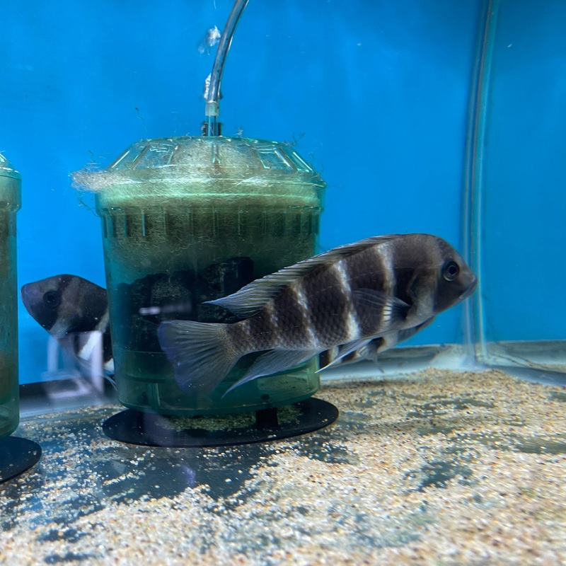 Cyphotilapia Frontosa Stripe Kigoma