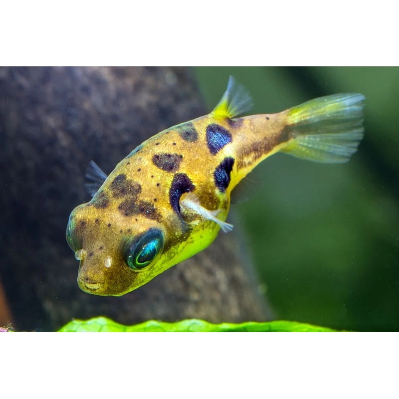 Dwarf Pea Puffer