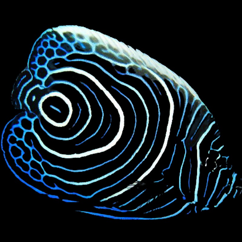 Emperor Angelfish (POMACANTHUS IMPERATOR)