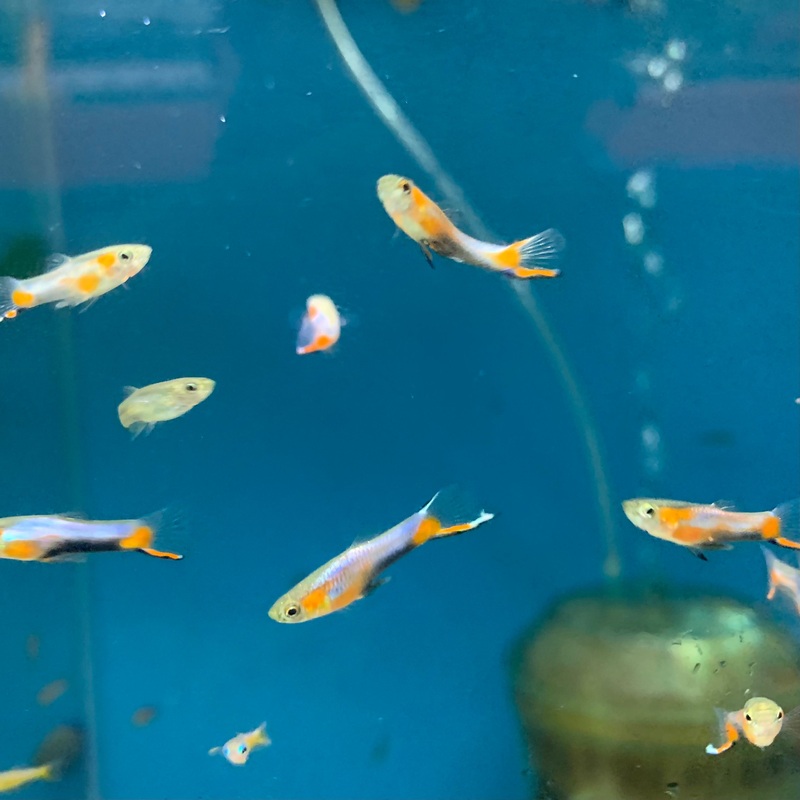 Endler's Livebearer - Blue Star