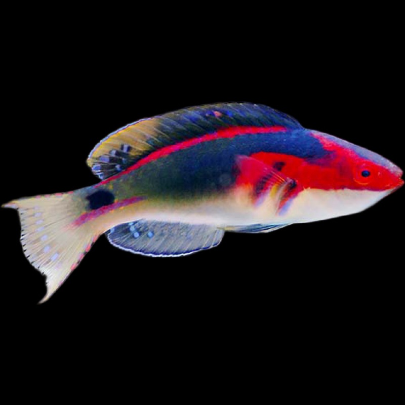 Exquisite Fairy Wrasse (CIRRHILABRUS EXQUISITUS)