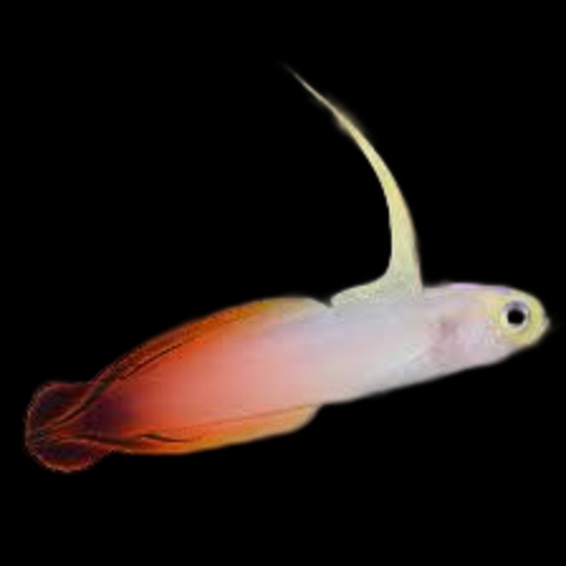 Firefish Goby - Nemateleotris magnifica