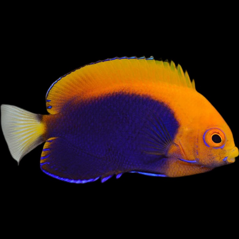 Flameback Angelfish (Centropyge acanthops)