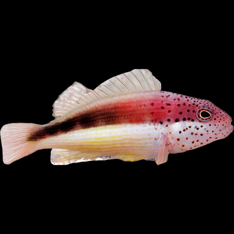 Freckled Hawkfish (Paracirrhites forsteri)