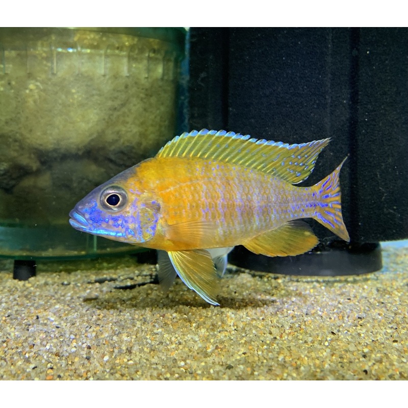 German Red Peacock