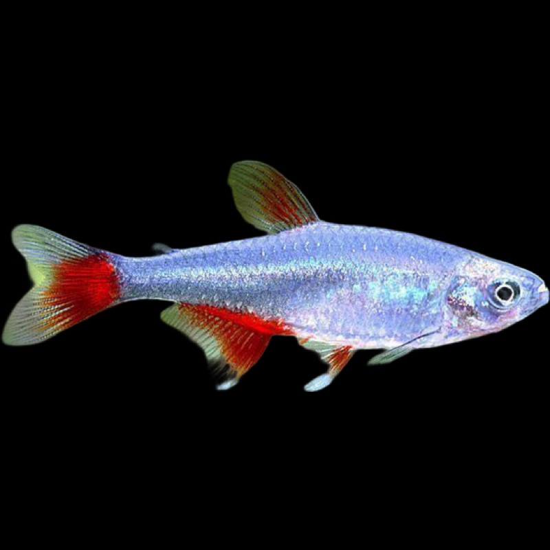 Glass Bloodfin Tetra