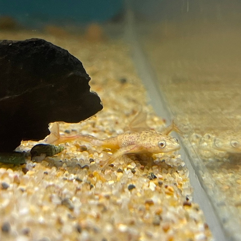 Gold African Dwarf Frog