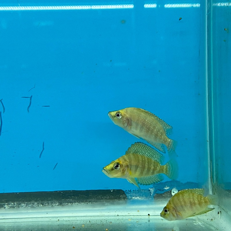 Gold Compressicep