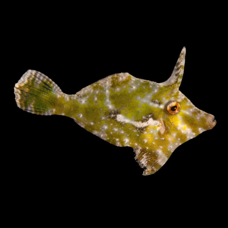 Green File Fish