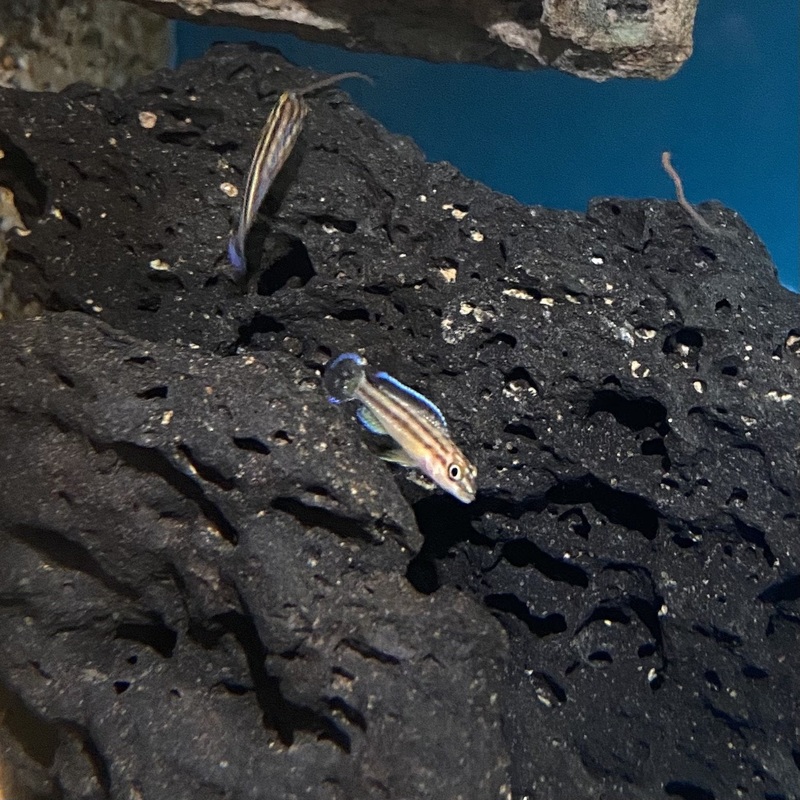Julidochromis Marksmithi 1.5"