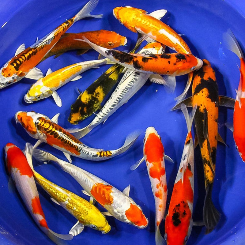 Koi - Medium Premium