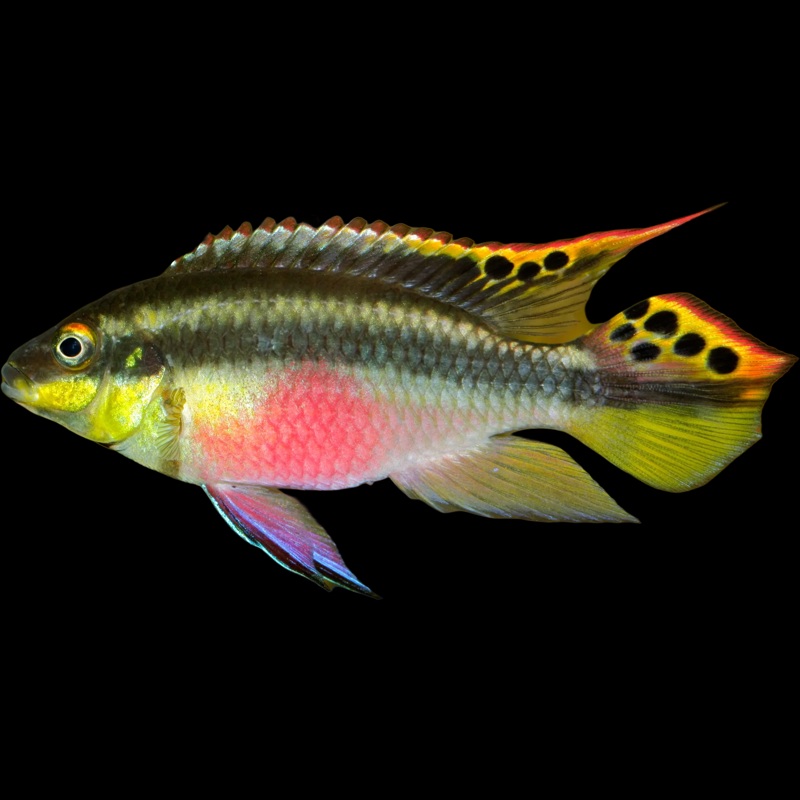 Kribensis Cichlid