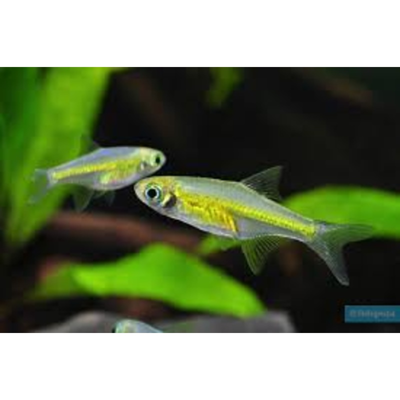 Kubotai Rasbora
