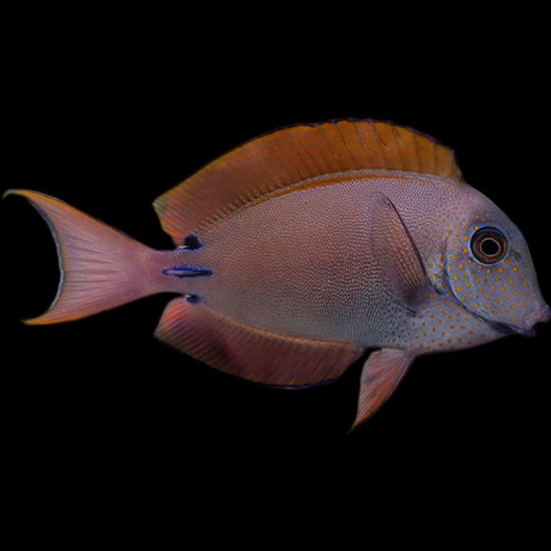Lavender Bristletooth Tang - Acanthurus nigrofuscus