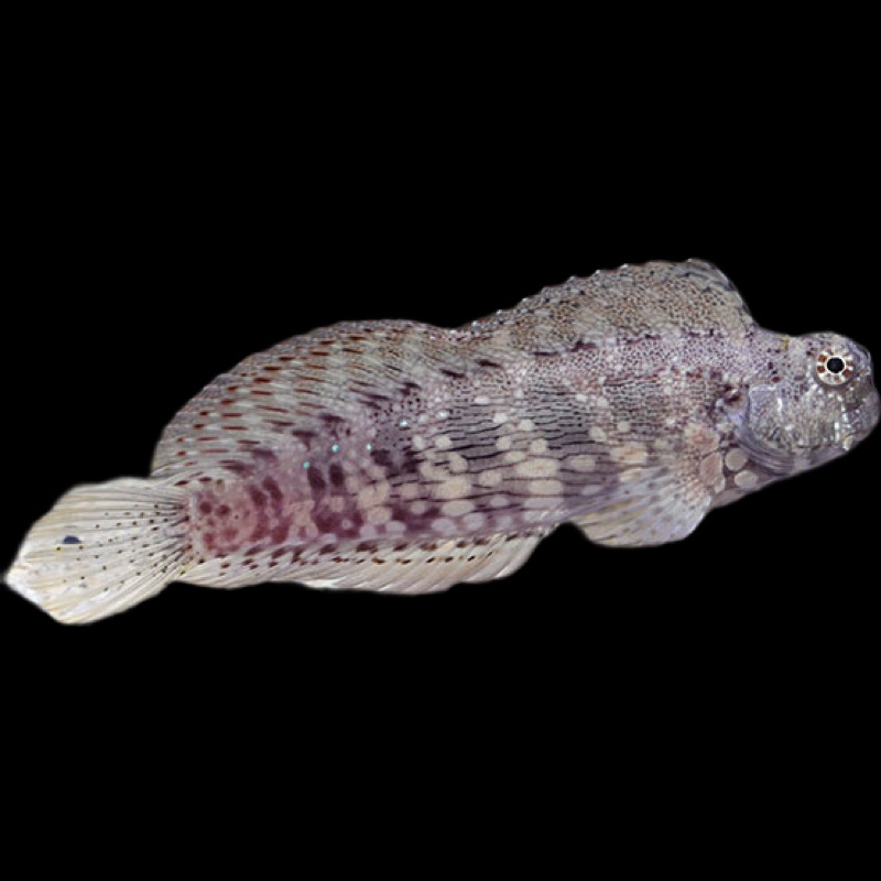 Lawnmower Blenny (SALARIUS FASCIATUS)