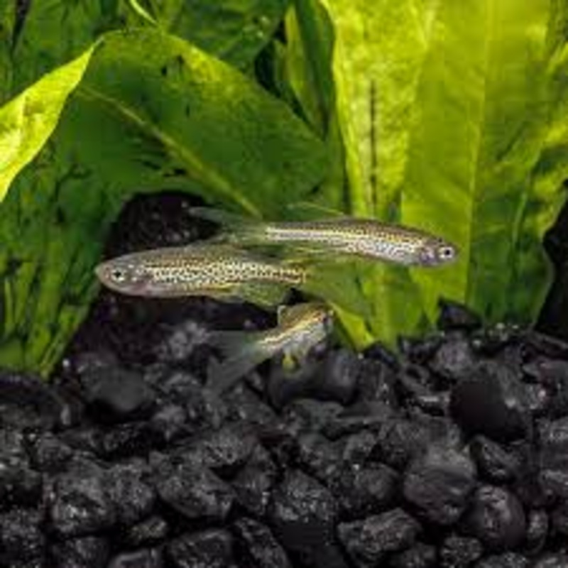 Longfin Leopard Danio