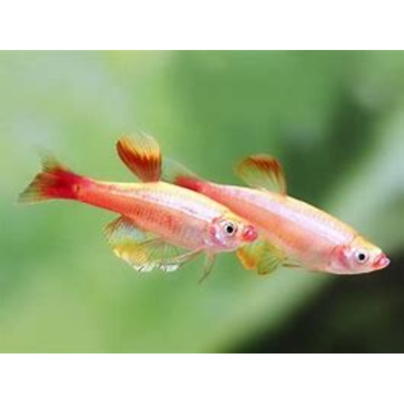Longfin White Cloud Minnow