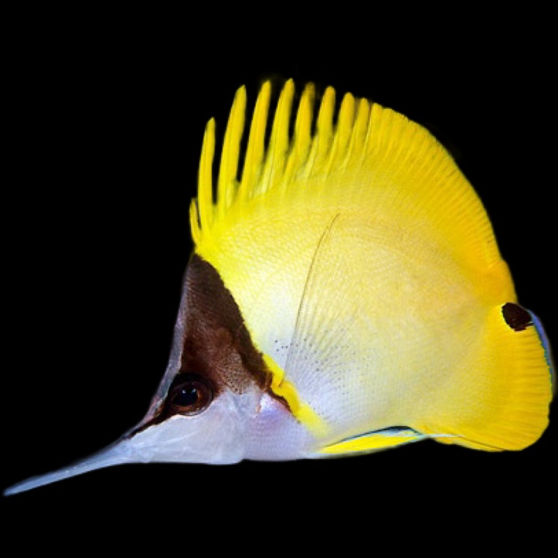 Longnose Butterfly Fish - FORCIPIGER FLAVISIMUS